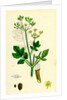 Pastinaca Sativa Wild-Parsnip by Anonymous