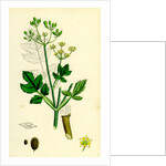Pastinaca Sativa Wild-Parsnip by Anonymous
