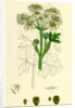 Heracleum Sphondylium Common Cow-Parsnip by Anonymous