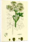 Heracleum Sphondylium Common Cow-Parsnip by Anonymous