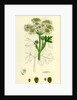 Heracleum Sphondylium Common Cow-Parsnip by Anonymous