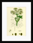 Heracleum Sphondylium Common Cow-Parsnip by Anonymous