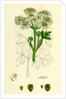 Heracleum Sphondylium Common Cow-Parsnip by Anonymous