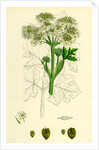 Heracleum Sphondylium Common Cow-Parsnip by Anonymous