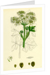 Heracleum Sphondylium Common Cow-Parsnip by Anonymous