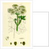 Heracleum Sphondylium Common Cow-Parsnip by Anonymous