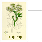 Heracleum Sphondylium Common Cow-Parsnip by Anonymous