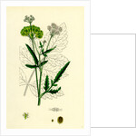 Tordylium Maximum Great Hart-Wort by Anonymous