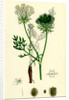 Daucus Carota Wild Carrot by Anonymous
