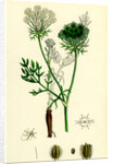 Daucus Carota Wild Carrot by Anonymous