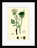 Daucus Carota Wild Carrot by Anonymous