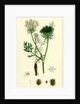 Daucus Carota Wild Carrot by Anonymous
