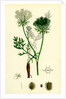 Daucus Carota Wild Carrot by Anonymous