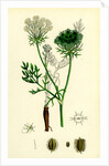 Daucus Carota Wild Carrot by Anonymous