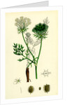 Daucus Carota Wild Carrot by Anonymous