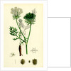 Daucus Carota Wild Carrot by Anonymous