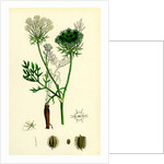 Daucus Carota Wild Carrot by Anonymous