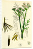 Oenanthe Silaifolia Sulphurwort Water-Dropwort by Anonymous