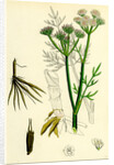Oenanthe Silaifolia Sulphurwort Water-Dropwort by Anonymous