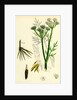 Oenanthe Silaifolia Sulphurwort Water-Dropwort by Anonymous