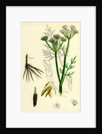 Oenanthe Silaifolia Sulphurwort Water-Dropwort by Anonymous