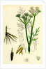 Oenanthe Silaifolia Sulphurwort Water-Dropwort by Anonymous