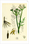 Oenanthe Silaifolia Sulphurwort Water-Dropwort by Anonymous