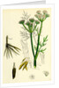 Oenanthe Silaifolia Sulphurwort Water-Dropwort by Anonymous