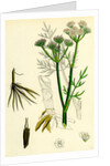 Oenanthe Silaifolia Sulphurwort Water-Dropwort by Anonymous