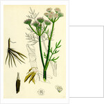 Oenanthe Silaifolia Sulphurwort Water-Dropwort by Anonymous