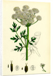 Oenanthe Crocata Hemlock Water-Dropwort by Anonymous