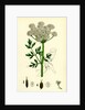 Oenanthe Crocata Hemlock Water-Dropwort by Anonymous