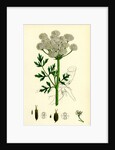 Oenanthe Crocata Hemlock Water-Dropwort by Anonymous