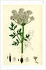 Oenanthe Crocata Hemlock Water-Dropwort by Anonymous