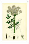 Oenanthe Crocata Hemlock Water-Dropwort by Anonymous