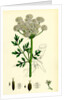 Oenanthe Crocata Hemlock Water-Dropwort by Anonymous