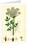 Oenanthe Crocata Hemlock Water-Dropwort by Anonymous