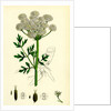 Oenanthe Crocata Hemlock Water-Dropwort by Anonymous