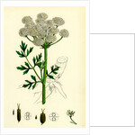 Oenanthe Crocata Hemlock Water-Dropwort by Anonymous