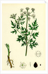 Aethusa Cynapium Common Fool's-Parsley by Anonymous