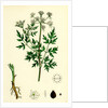 Aethusa Cynapium Common Fool's-Parsley by Anonymous