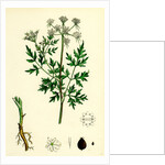 Aethusa Cynapium Common Fool's-Parsley by Anonymous