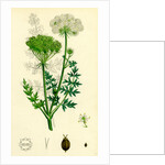 Seseli Libanotis Mountain Meadow-Saxifrage by Anonymous