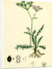 Carum Verticillatum Worled Caraway by Anonymous