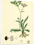 Carum Verticillatum Worled Caraway by Anonymous