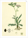 Carum Verticillatum Worled Caraway by Anonymous
