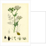 Bunium Flexuosum Common Earth-Nut-- by Anonymous