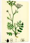 Pimpinella Saxifraga Common Burnet Saxifrage by Anonymous