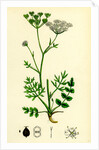 Pimpinella Saxifraga Common Burnet Saxifrage by Anonymous