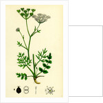 Pimpinella Saxifraga Common Burnet Saxifrage by Anonymous